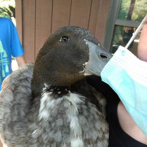 Buddy The Duck